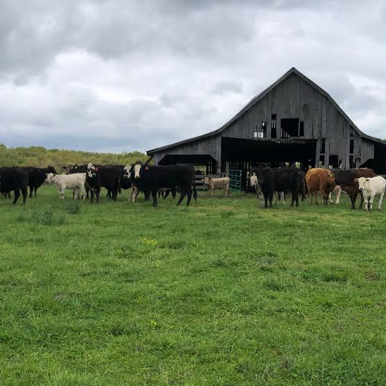 Cattle grazing on open pasture