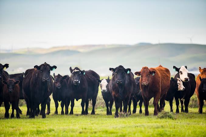 Cattle ranch at golden hour