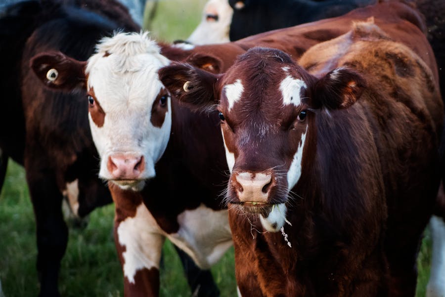 Lone Star Cattle Ranch